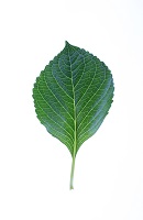 Nachhaltige Auswirkungen der Pandemie mit grünem Blatt grünes Blatt