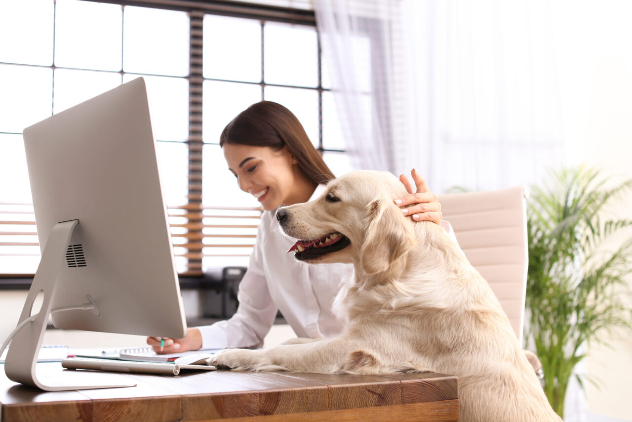 Internetzuschuss: Frau arbeitet im Homeoffice und streichelt ihren Hund